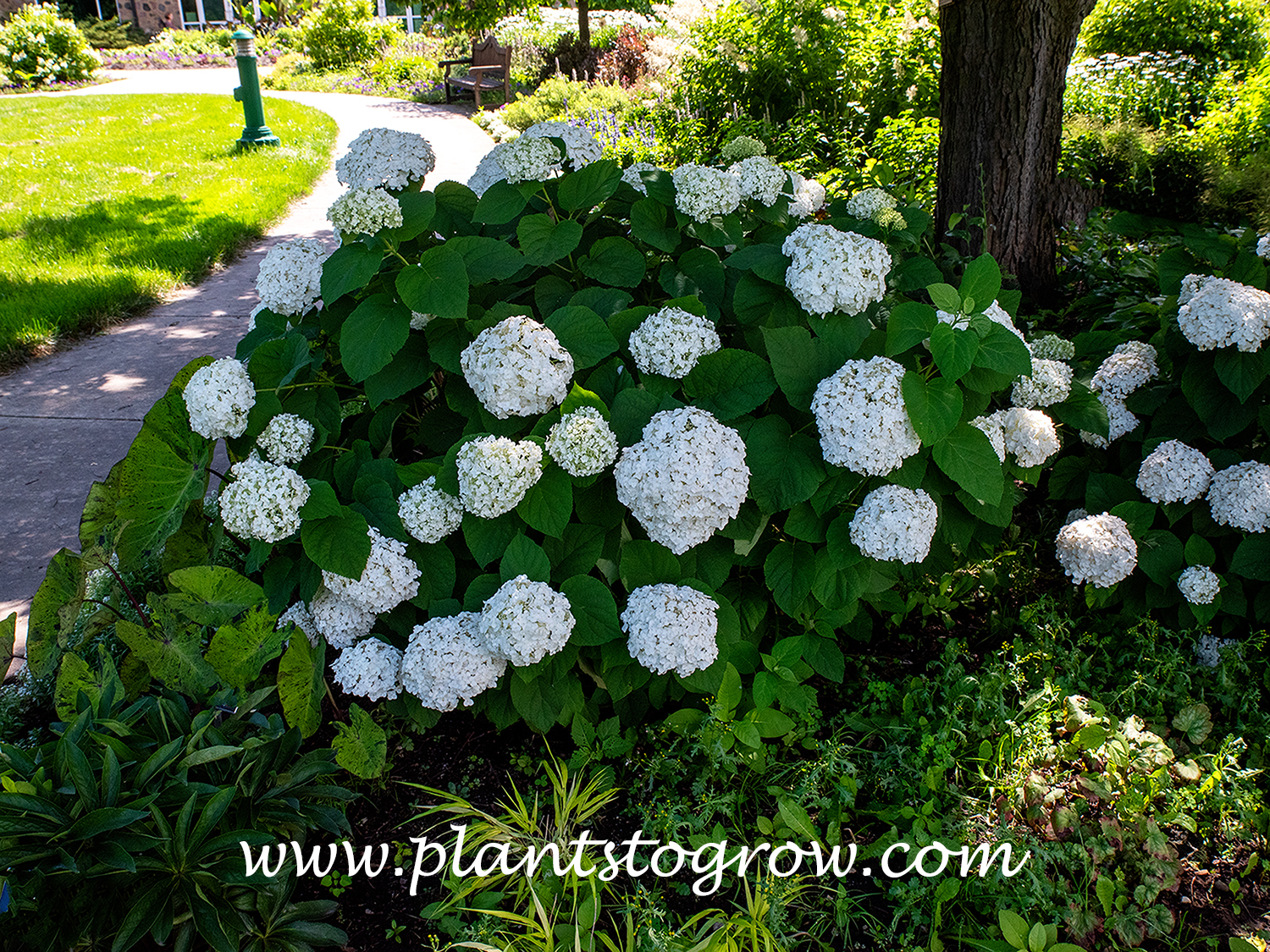 Hydrangea Incredibelle (Hydrangea 
arborescens)